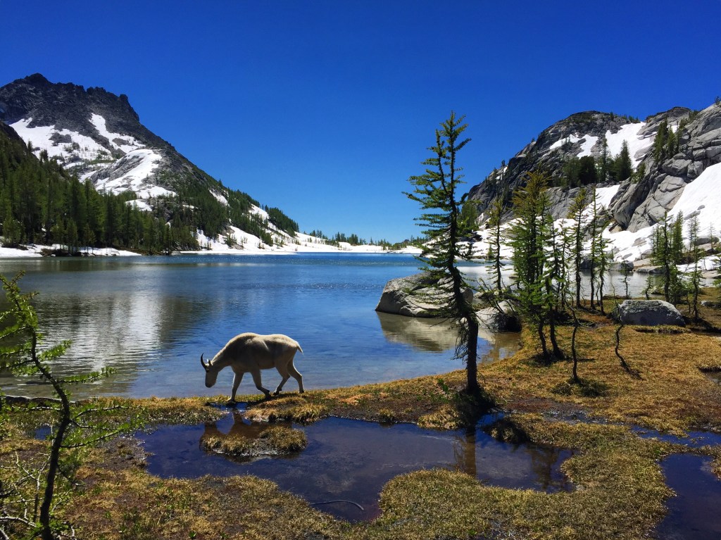 lake perfection goat